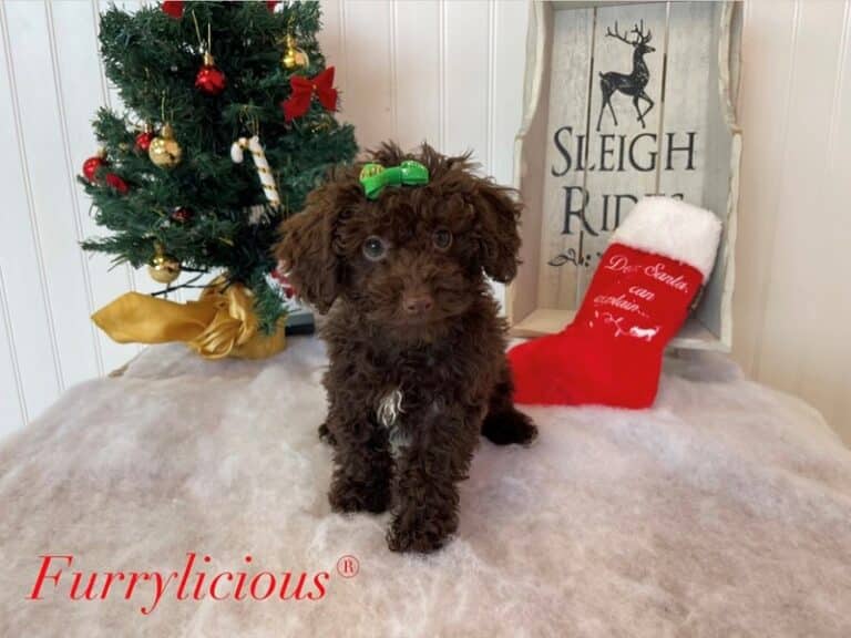 Poodle Mini - Poodle Mini