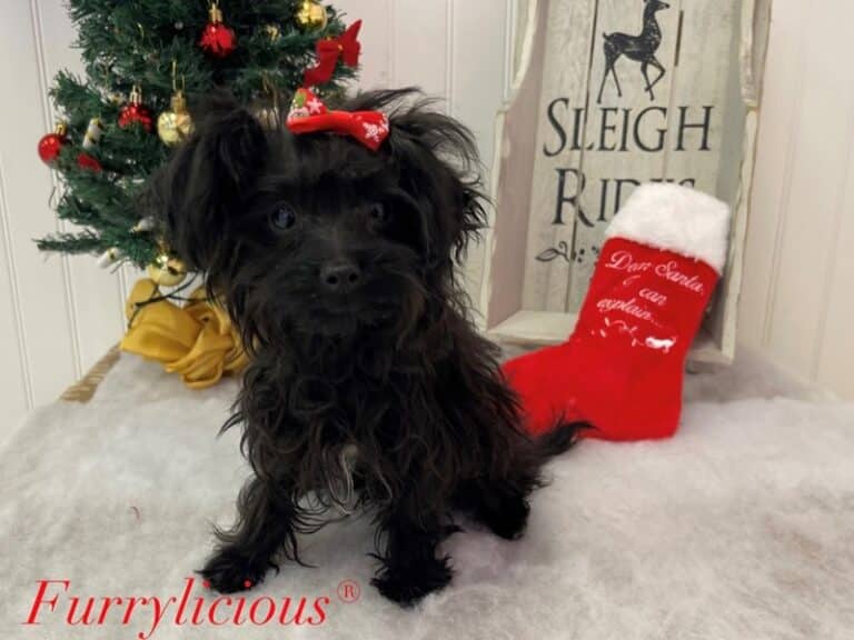 Yorkipoo - Yorkipoo