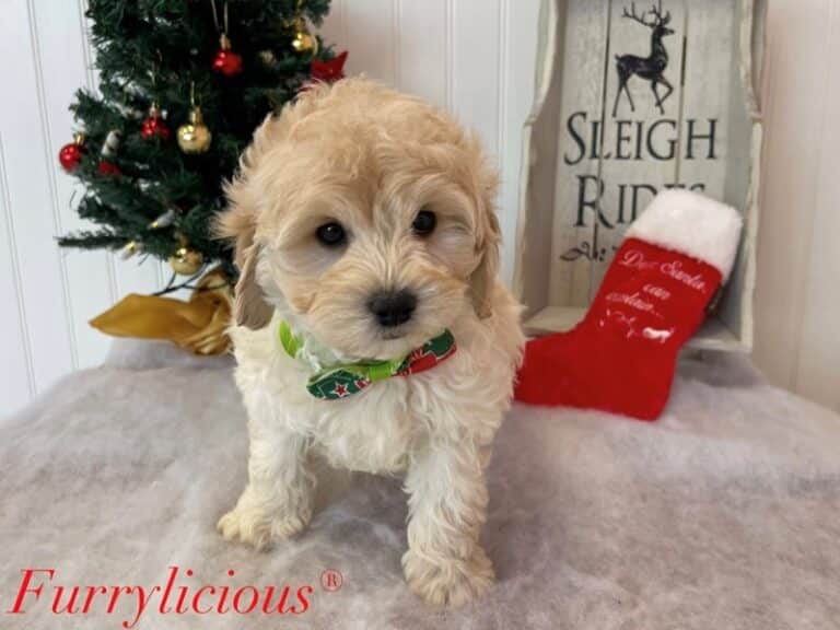 Cavapoo - Cavapoo
