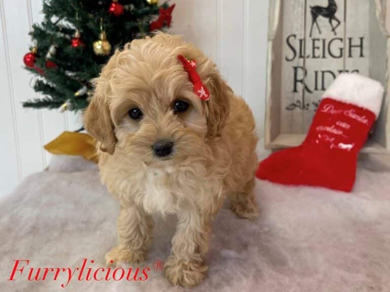 Cavapoo - Cavapoo