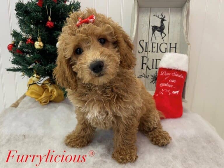 Violet - Goldendoodle Mini 2nd Gen
