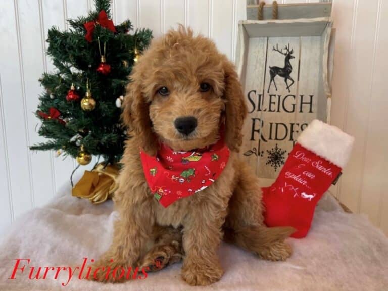 Spruce - Goldendoodle Mini 2nd Gen
