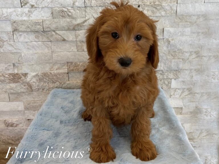 Labradoodle Mini 2nd Gen - Labradoodle Mini 2nd Gen