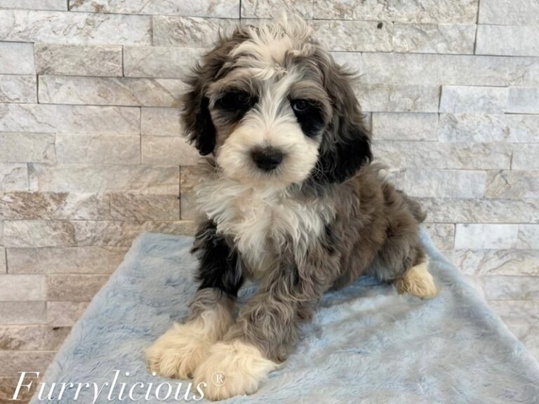 Miniature Sheepadoodle 2nd Gen - Miniature Sheepadoodle 2nd Gen