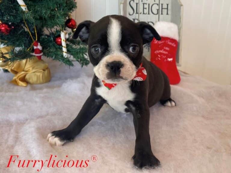 Boston Terrier - Boston Terrier