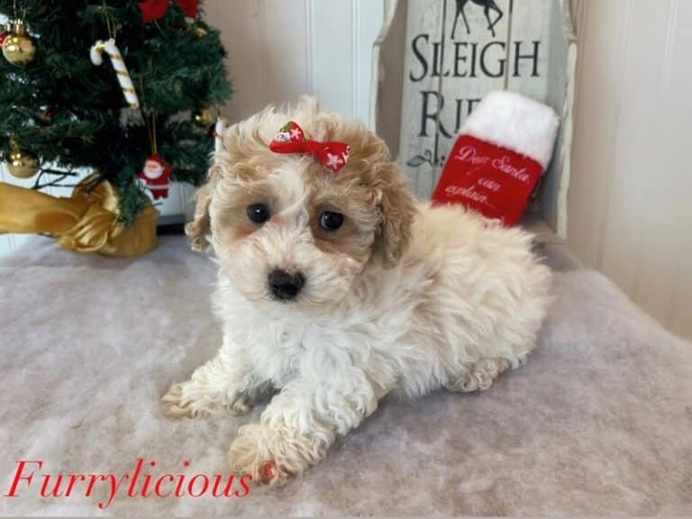 Maltipoo - Maltipoo