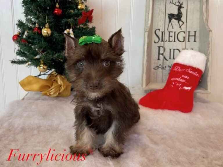 Miniature Schnauzer - Miniature Schnauzer