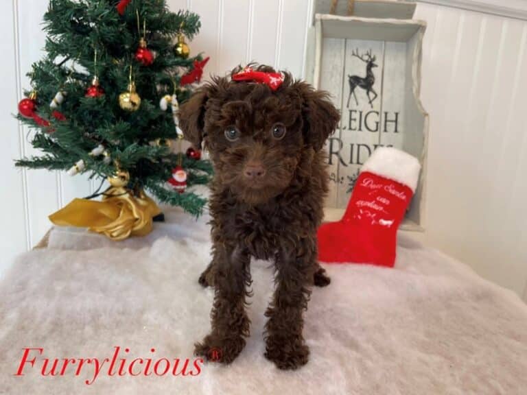 Poodle Mini - Poodle Mini