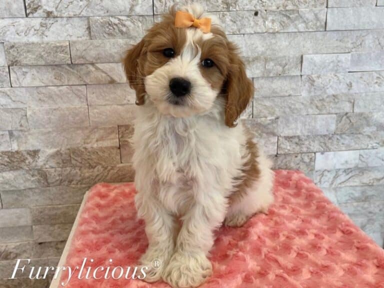 Goldendoodle Mini 2nd Gen - Goldendoodle Mini 2nd Gen