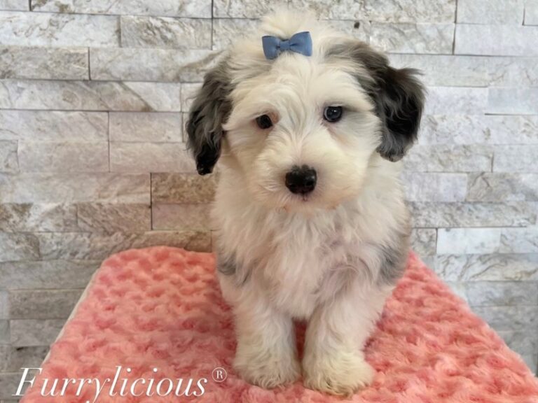 Miniature Sheepadoodle 2nd Gen - Miniature Sheepadoodle 2nd Gen