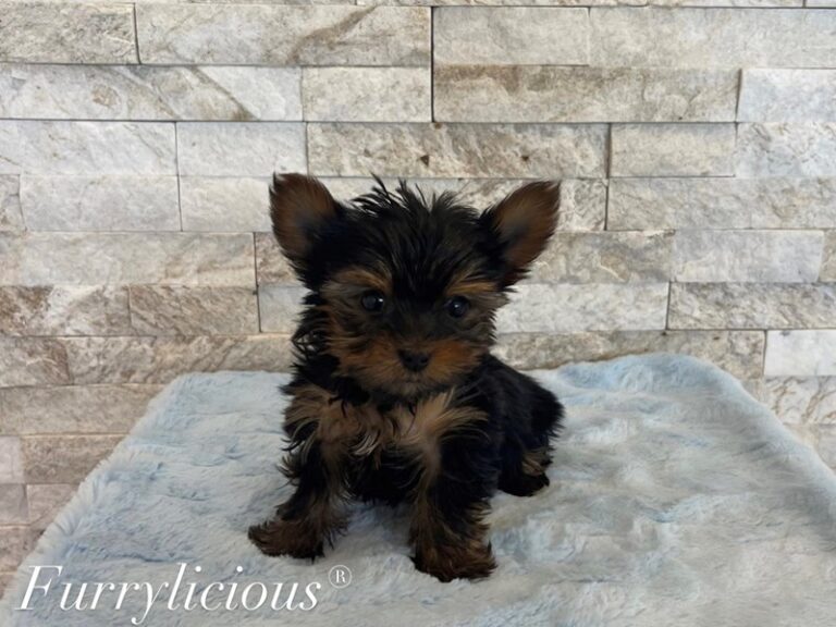 Yorkshire Terrier - Yorkshire Terrier