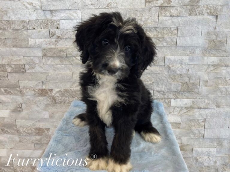 Tucker - Bernese Mountain Dog/Standard Poodle