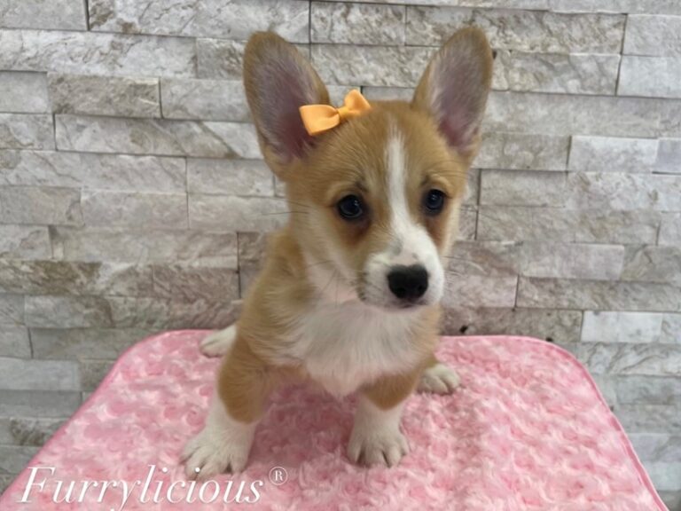 Pembroke Welsh Corgi - Pembroke Welsh Corgi
