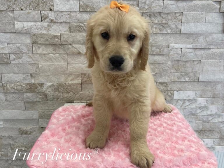 Golden Retriever - Golden Retriever