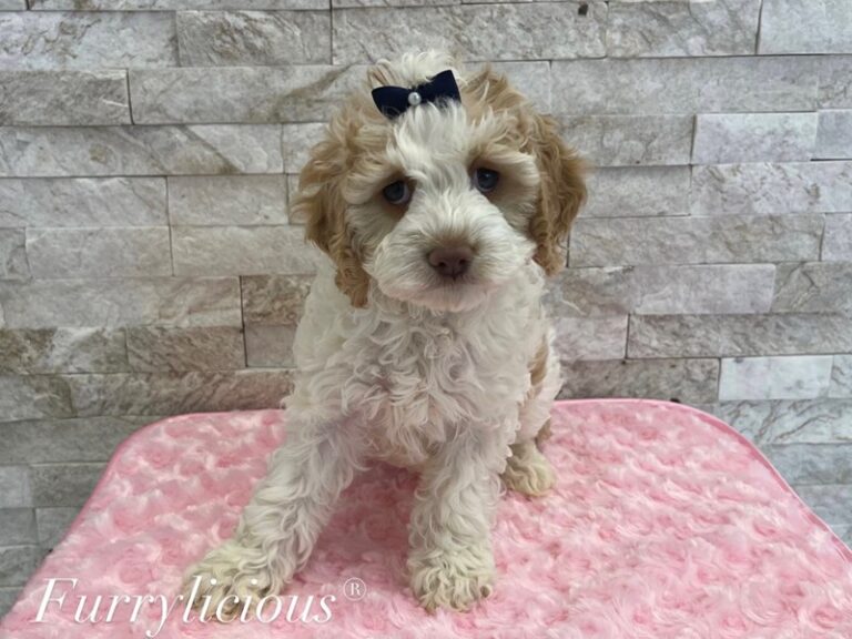 Cavapoo - Cavapoo