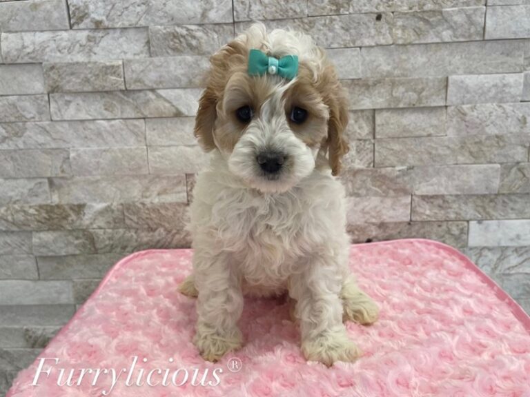 Cavapoo - Cavapoo