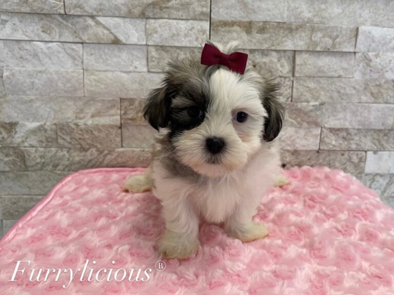 Maltipoo - Maltipoo