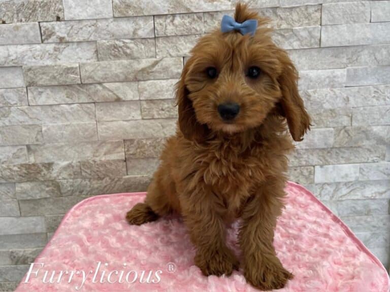Goldendoodle Mini 2nd Gen - Goldendoodle Mini 2nd Gen
