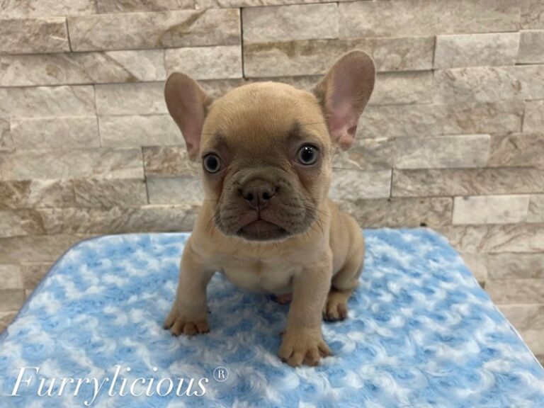 French Bulldog - French Bulldog