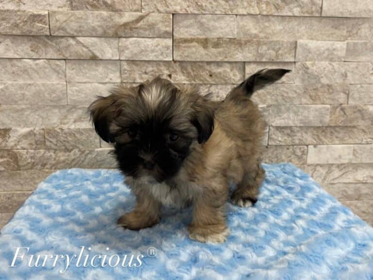 Maltipoo - Maltipoo
