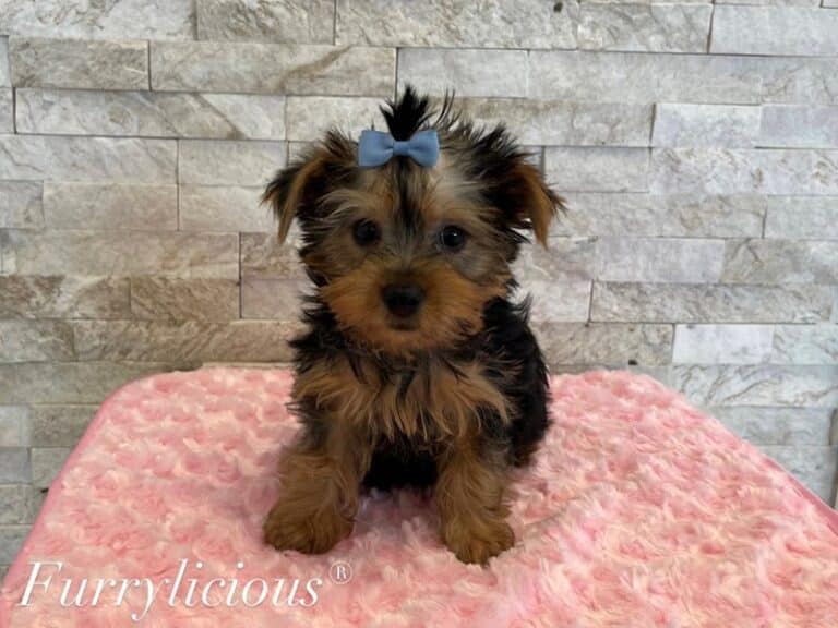 Yorkshire Terrier - Yorkshire Terrier
