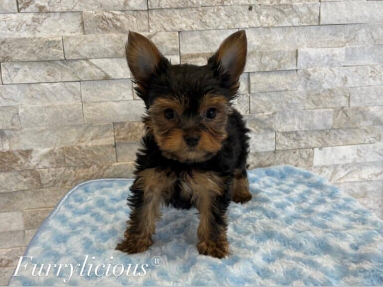 Yorkshire Terrier - Yorkshire Terrier