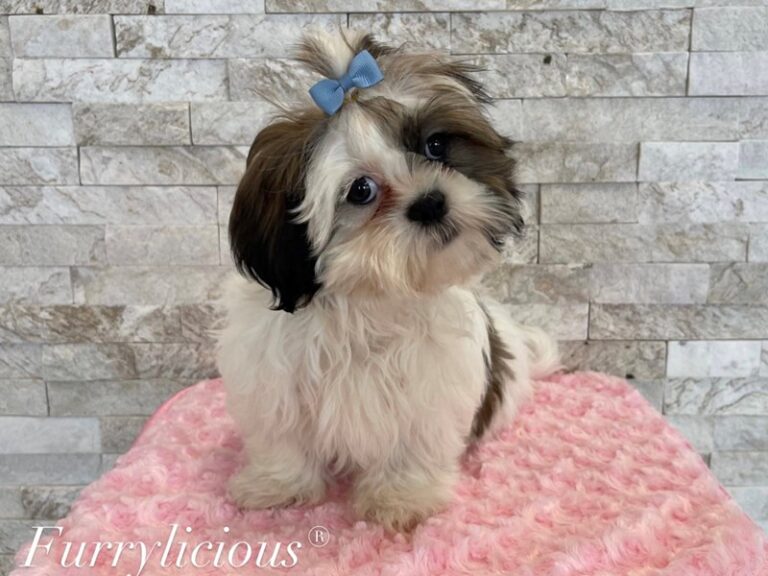 Lulu - Shih Tzu