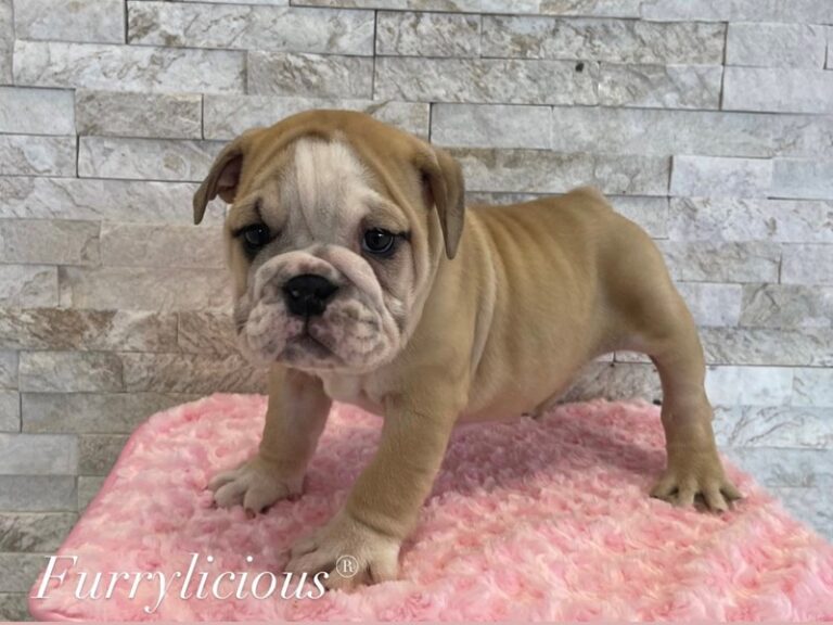 English Bulldog - English Bulldog