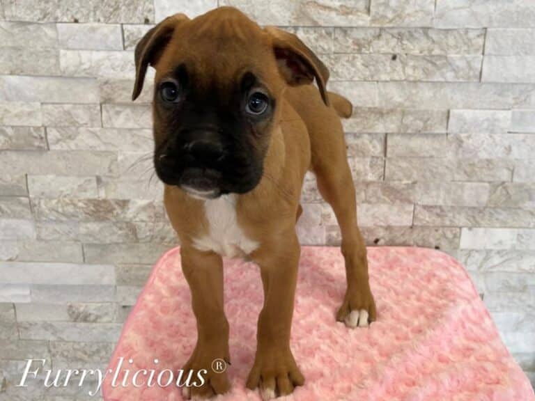 Brinley - Boxer