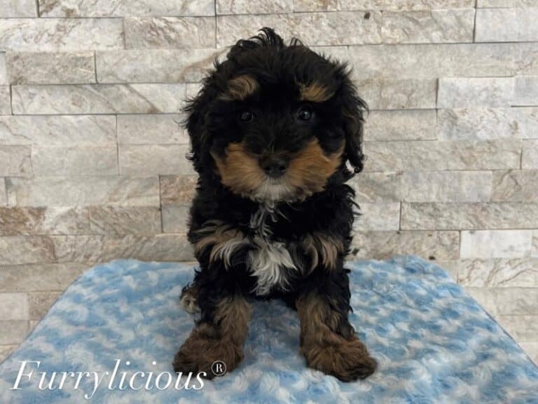 Mario - Bernedoodle F1B