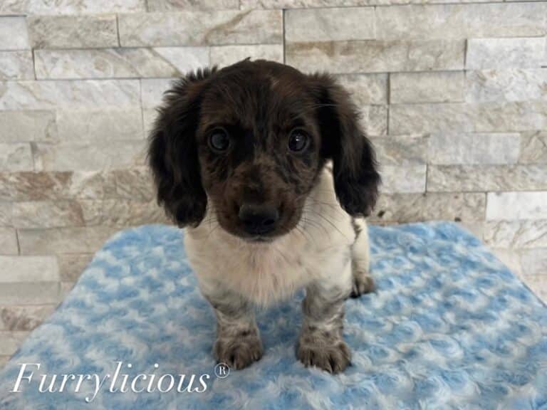 Oscar - Dachshund