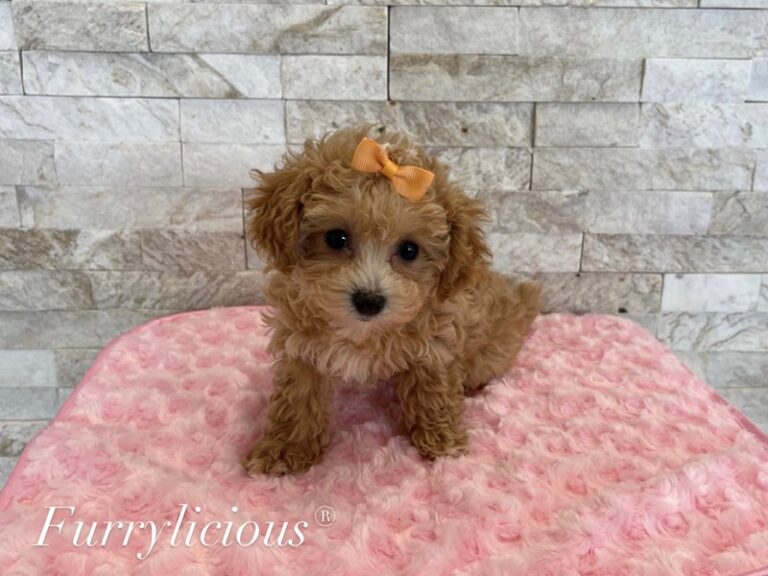 Buttercup - Maltipoo