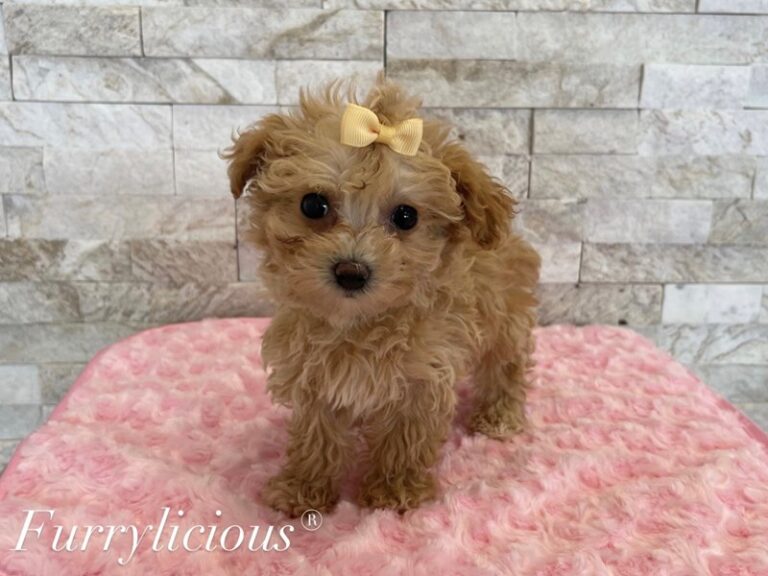 Bubbles - Maltipoo