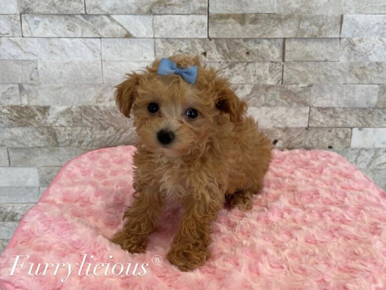 Blossom - Maltipoo