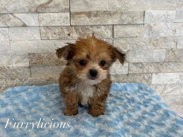 Chip - Yorkipoo