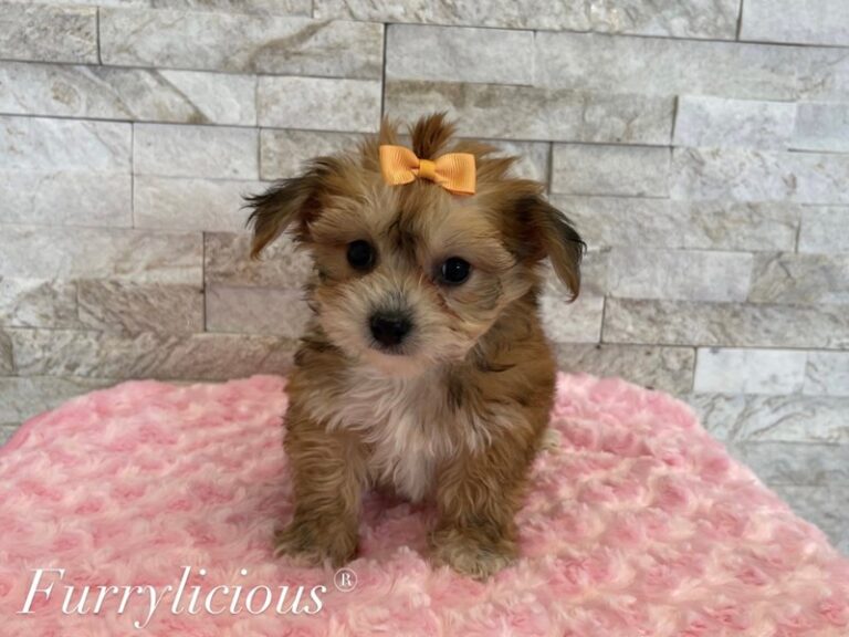 Stella - Yorkipoo