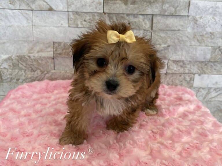 Mia - Yorkipoo