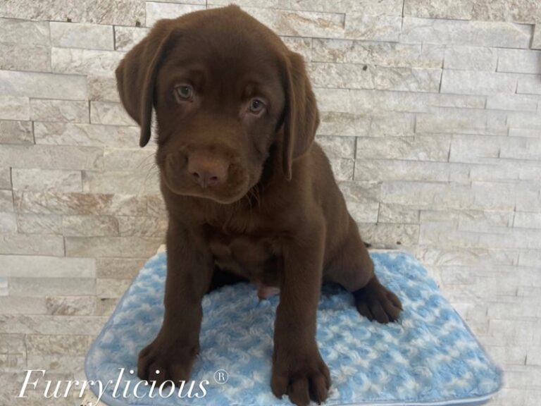 Zeus - Labrador Retriever