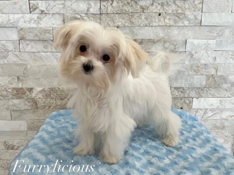 Clint - Maltese