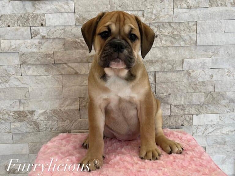 Heidi - Mini Bulldog 2nd Gen
