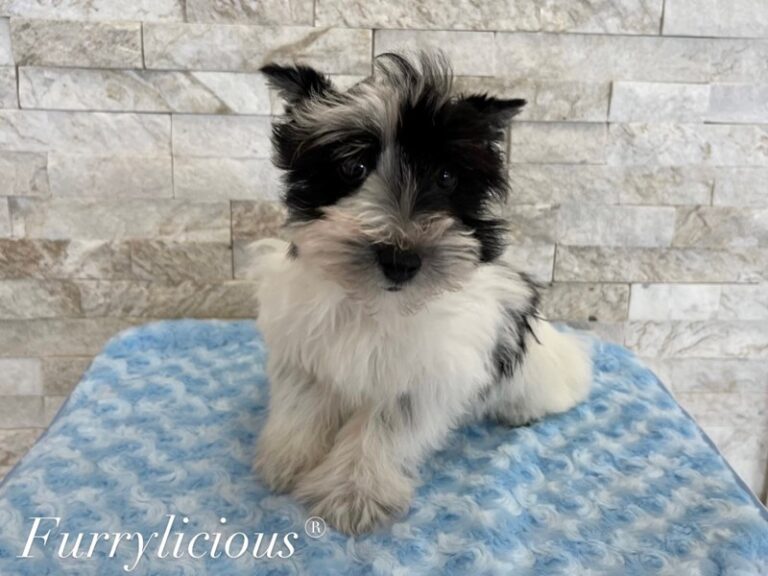 Miniature Schnauzer - Miniature Schnauzer