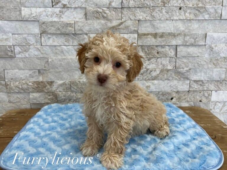 Tanner - Aussiedoodle Mini 2nd Generation