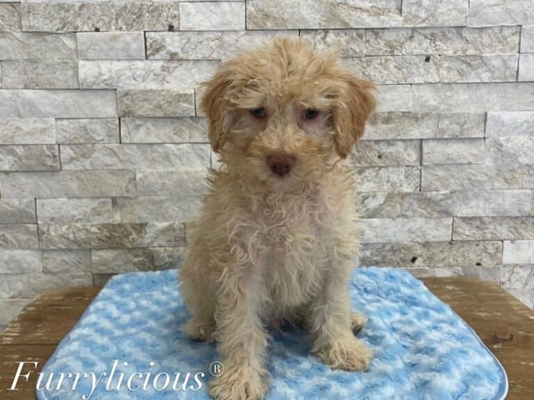 Theodore(Ted) - Poodle Mini