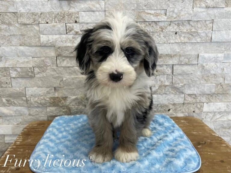 Stitch - Sheepadoodle Mini
