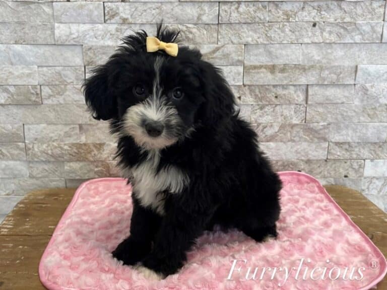 Daphne - Sheepadoodle Mini