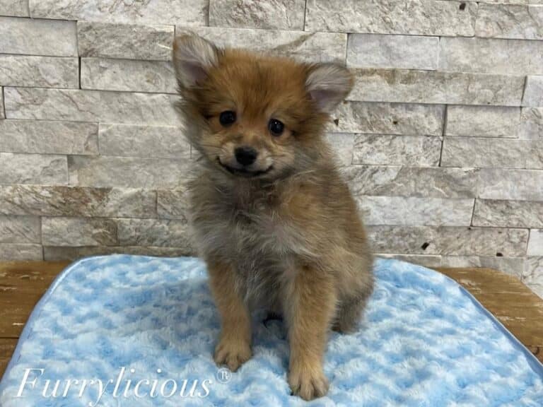 Bobo - Pomeranian