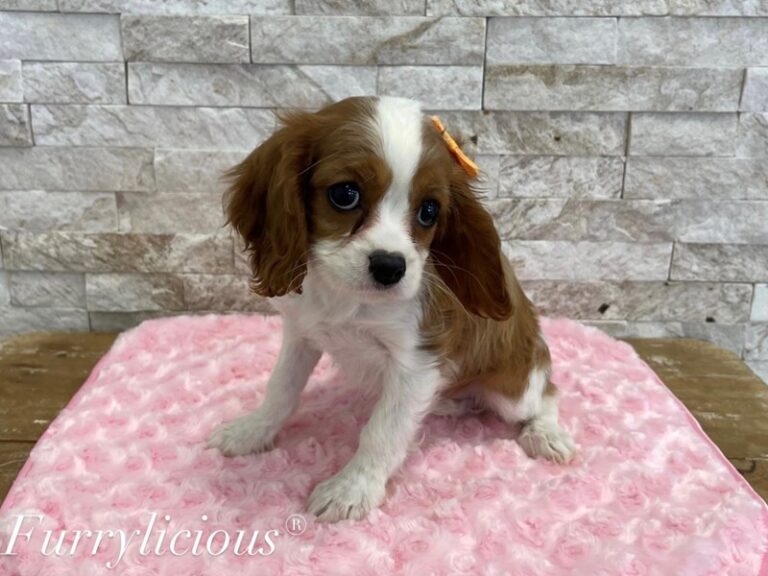 Polly - Cavalier King Charles Spaniel