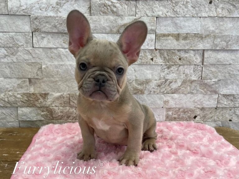 Eloise - French Bulldog