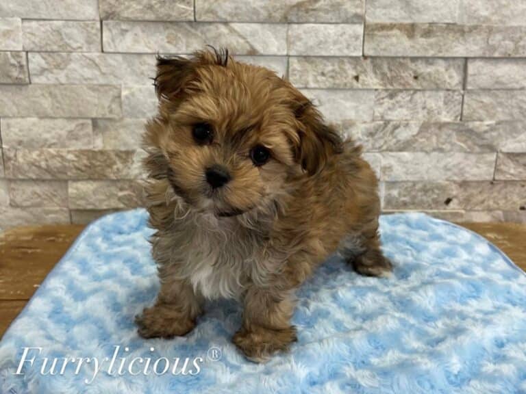 Howie - Morkie