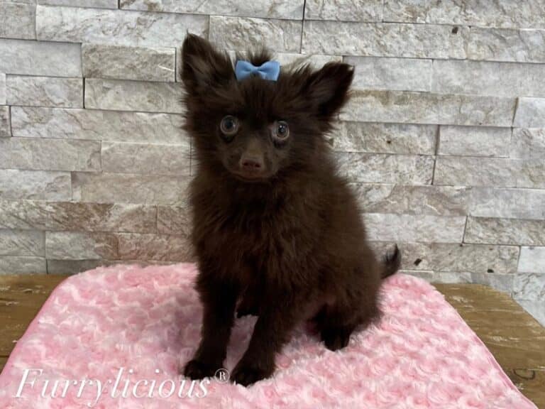 Fergie - Pomeranian